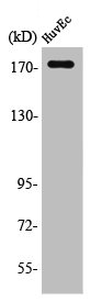 EGFR Antibody