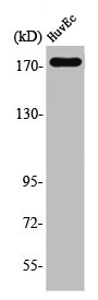 EGFR Antibody