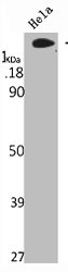 EGFR Antibody