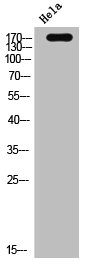 EGFR Antibody