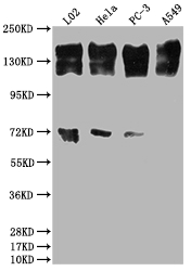 EGFR antibody