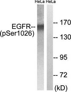 EGFR (Phospho-Ser1026) Antibody