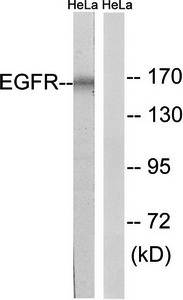 EGFR (Ab-1026) Antibody