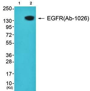 EGFR (Ab-1026) Antibody