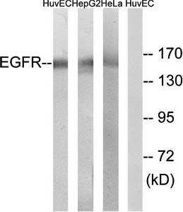 EGFR (Ab-1071) Antibody