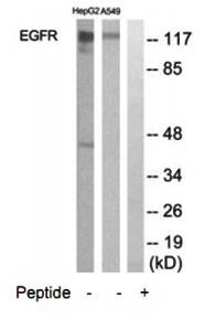 EGFR Antibody