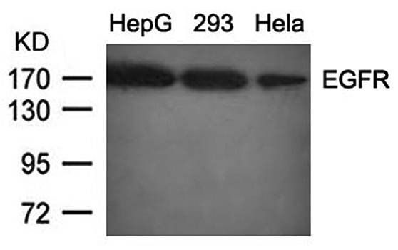 EGFR (Ab092) Antibody