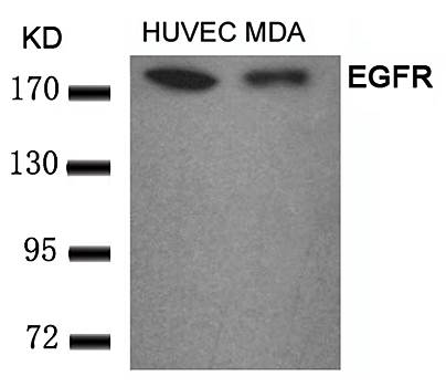 EGFR (Ab-693) Antibody