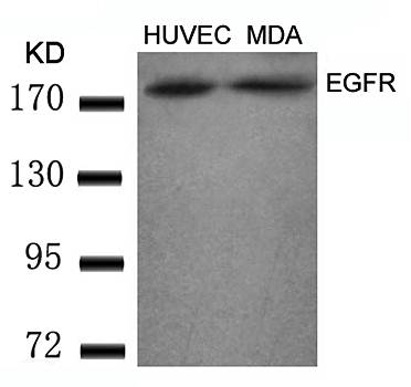 EGFR (Ab-869) Antibody