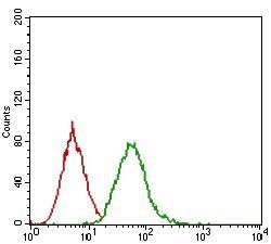 EGFR Antibody