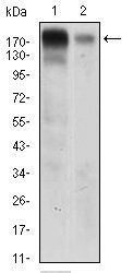 EGFR Antibody