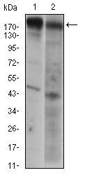 EGFR Antibody