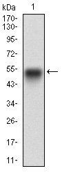 EGFR Antibody