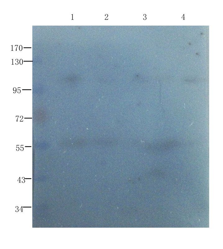 EGFR isoform a variant antibody