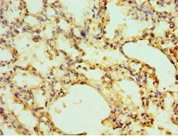 EGLN1 Antibody
