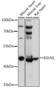 EGLN1 antibody
