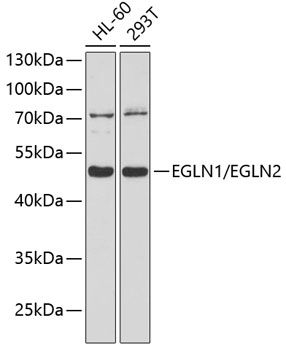 EGLN1/EGLN2 antibody