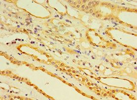 EGLN3 Antibody