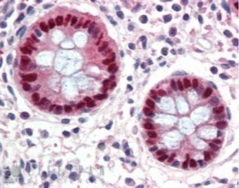 Goat anti-EGR2 Antibody