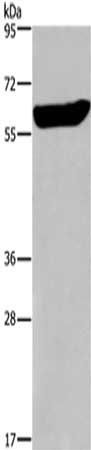 EGR4 antibody