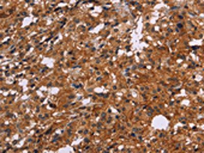 EGR4 Antibody