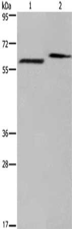 EGR4 antibody