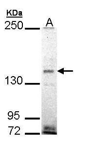 EHBP1 antibody [N3C2], Internal