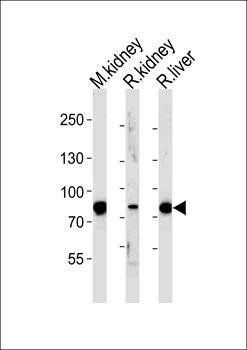 EHHADH antibody