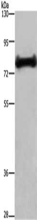 EHHADH antibody