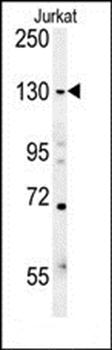 EHMT2 antibody