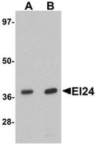 EI24 Rabbit Polyclonal Antibody