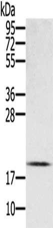 EID1 Antibody