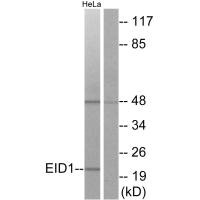 EID1 antibody