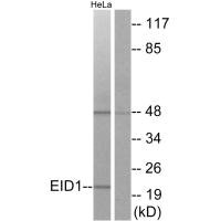 EID1 Antibody