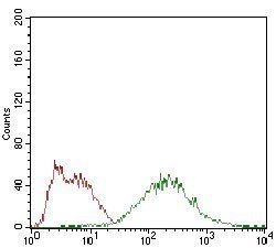 EIF2A Antibody