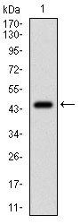 EIF2A Antibody