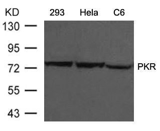 EIF2AK2 (Ab-446) antibody