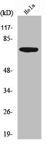 EIF2AK2 Antibody