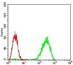 EIF2AK2 Antibody