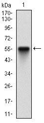 EIF2AK2 Antibody