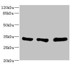 EIF2B1 antibody