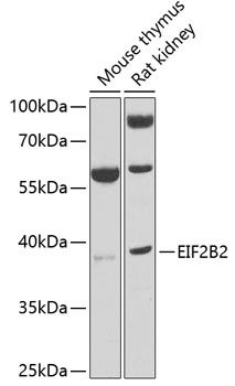 EIF2B2 antibody