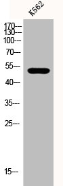 EIF2B3 antibody