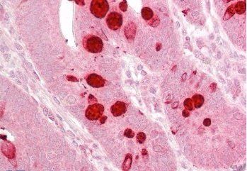 Goat anti-EIF2C1 / AGO1 Antibody