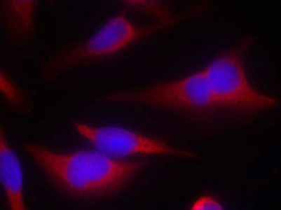 EIF2S1 Antibody