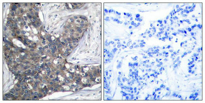 EIF2S1 Antibody