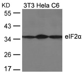 EIF2S1 Antibody