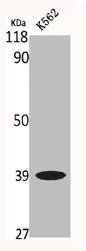 EIF2S1 Antibody