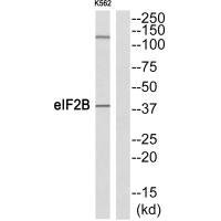 EIF2S2 (Ab-67) Antibody