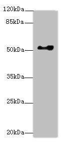 EIF2S3 Antibody